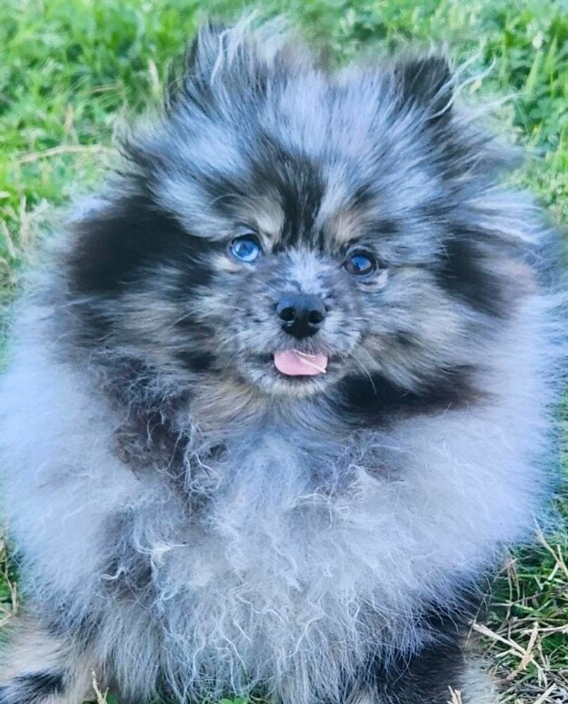 Yogi breeder image 7
