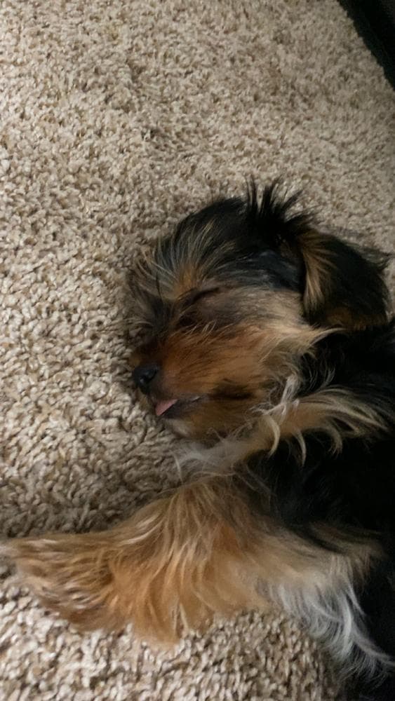 Jimmy breeder image 20