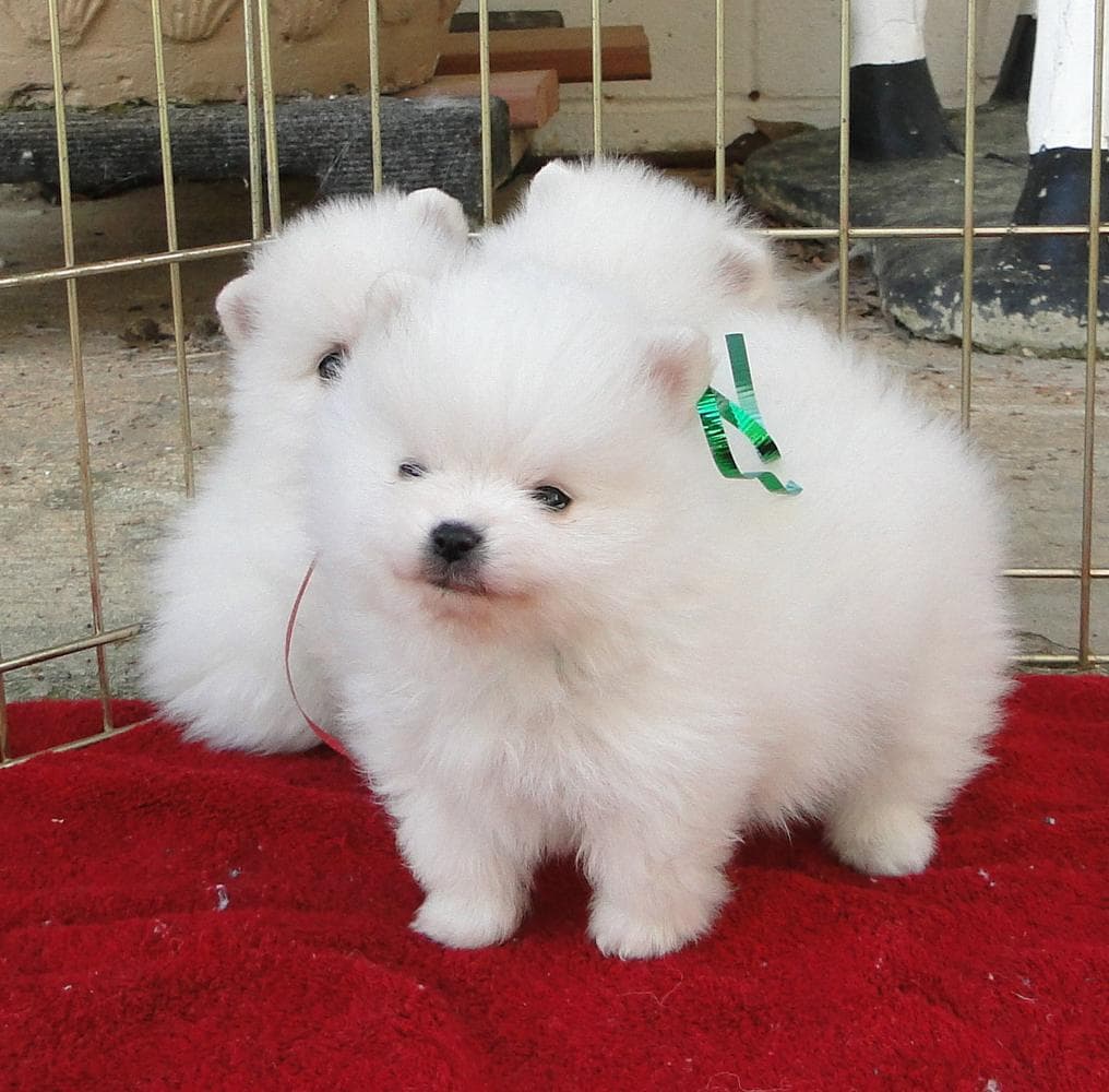 Riley breeder image 11
