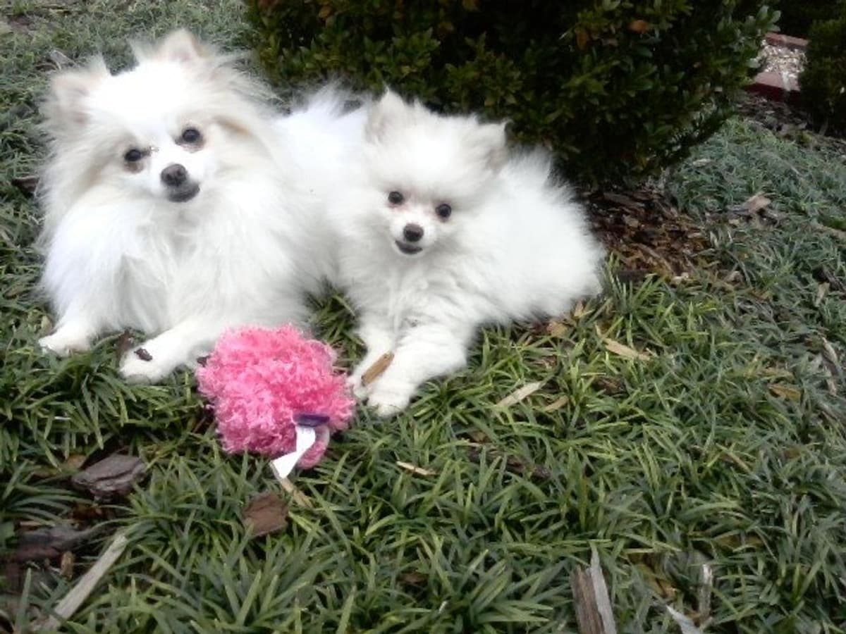 Riley breeder image 16