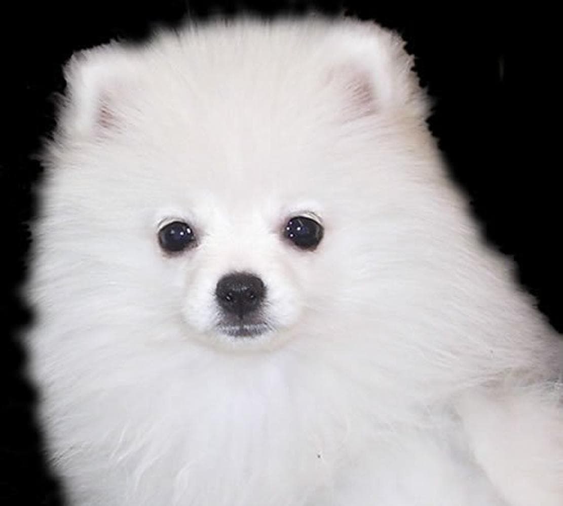 Riley breeder image 17