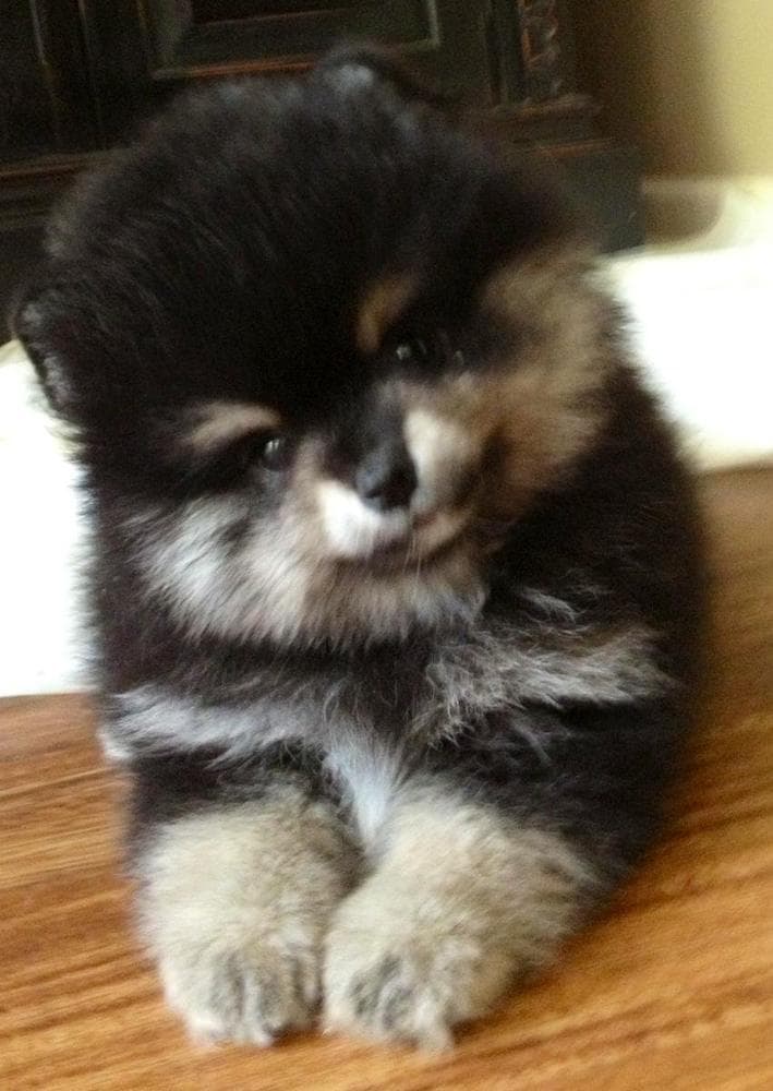Riley breeder image 18