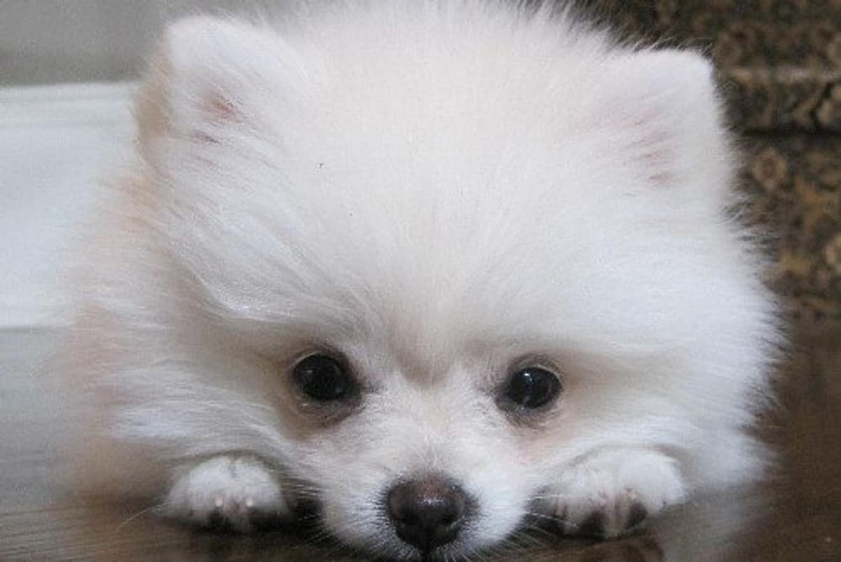 Riley breeder image 19