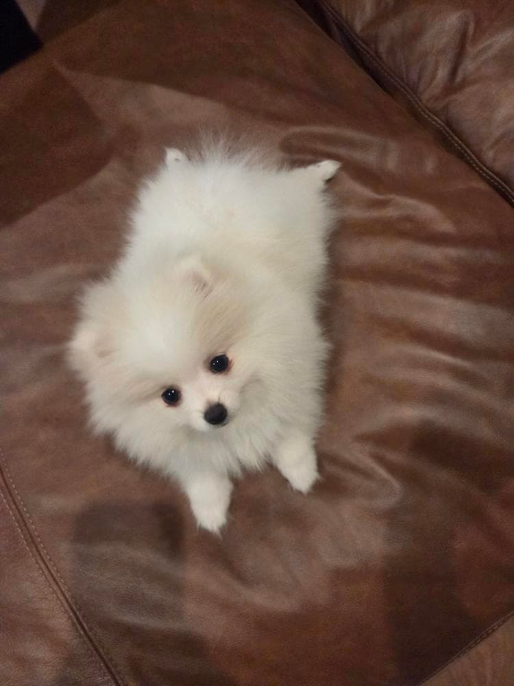 Riley breeder image 23