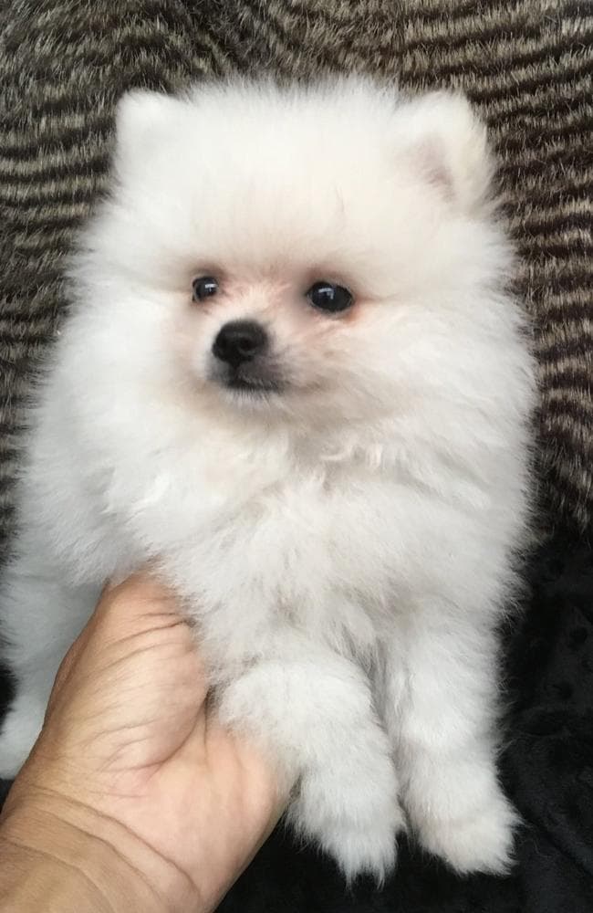 Riley breeder image 3