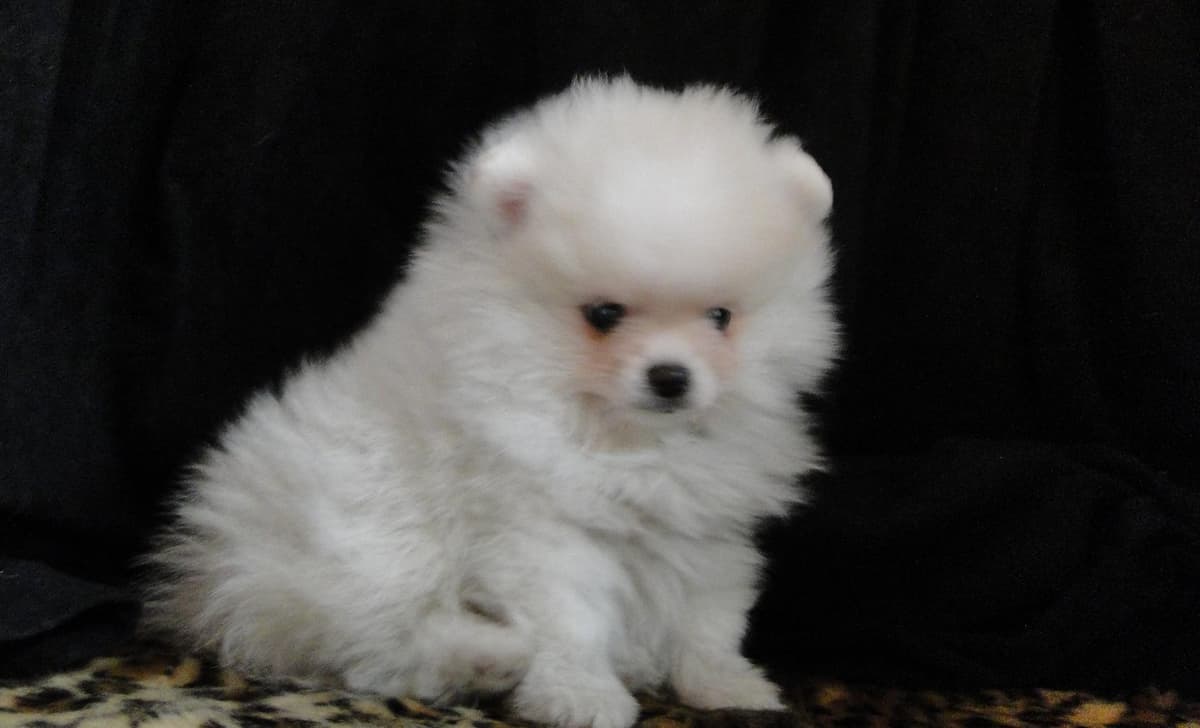 Riley breeder image 4