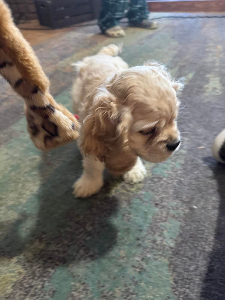 Summer Boy breeder image 6