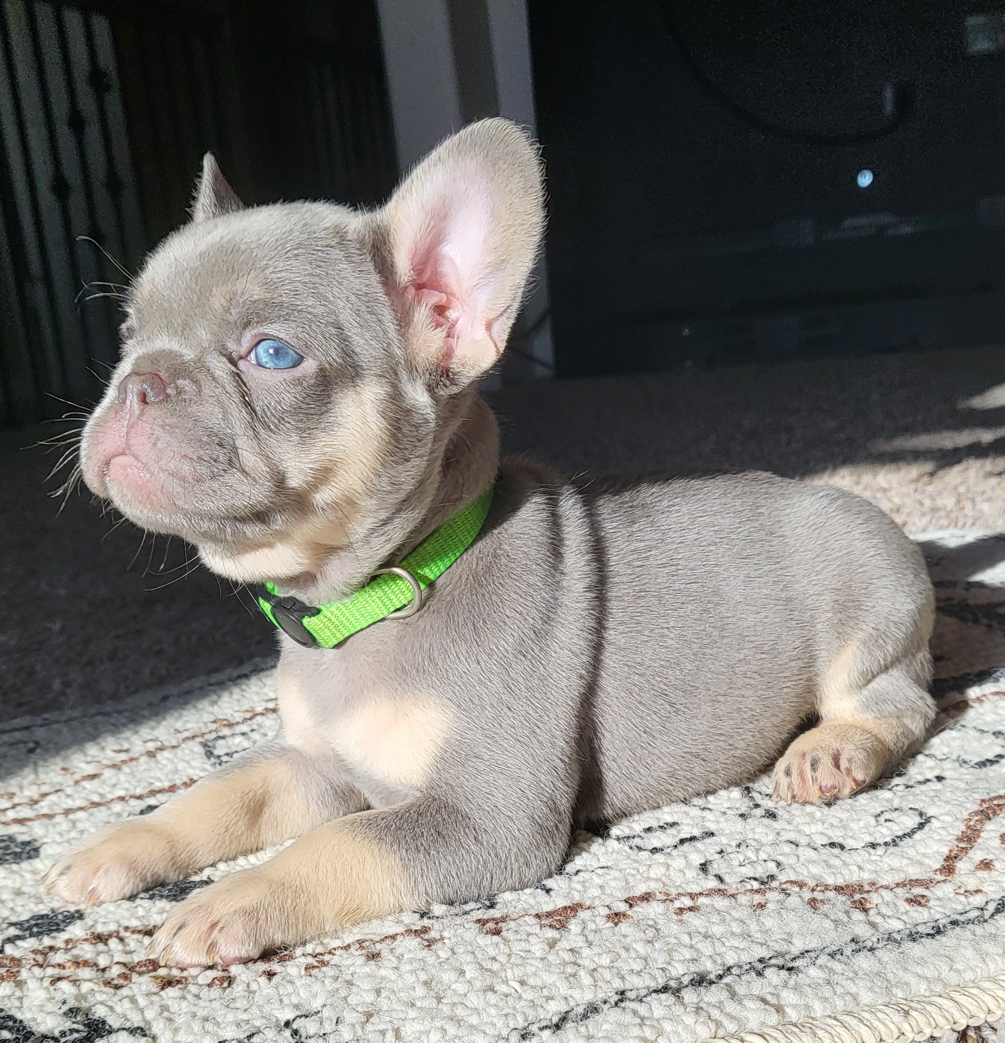 Cynthia breeder image 1