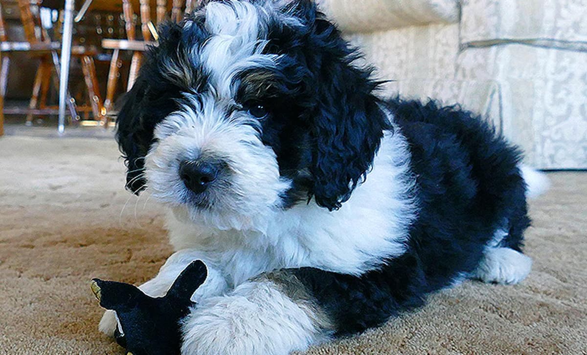 All Star breeder image 1