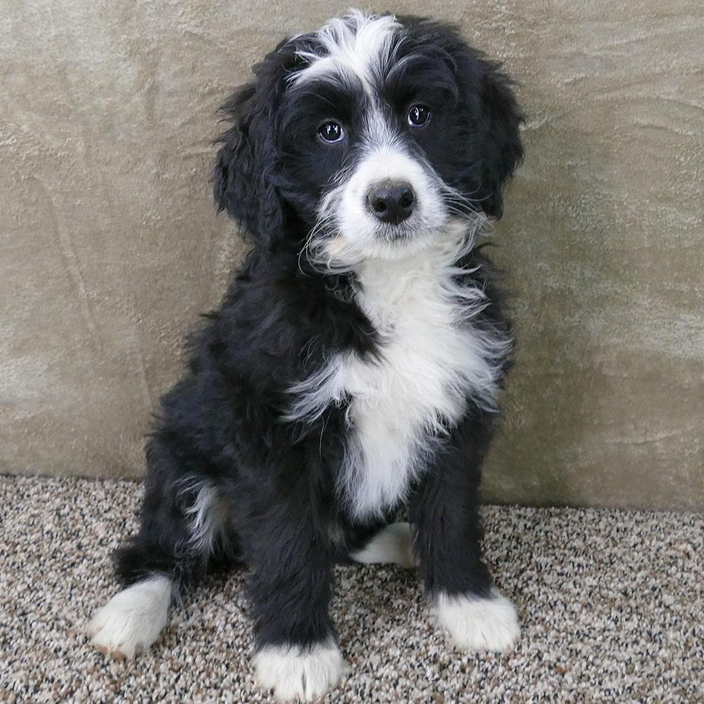 All Star breeder image 4