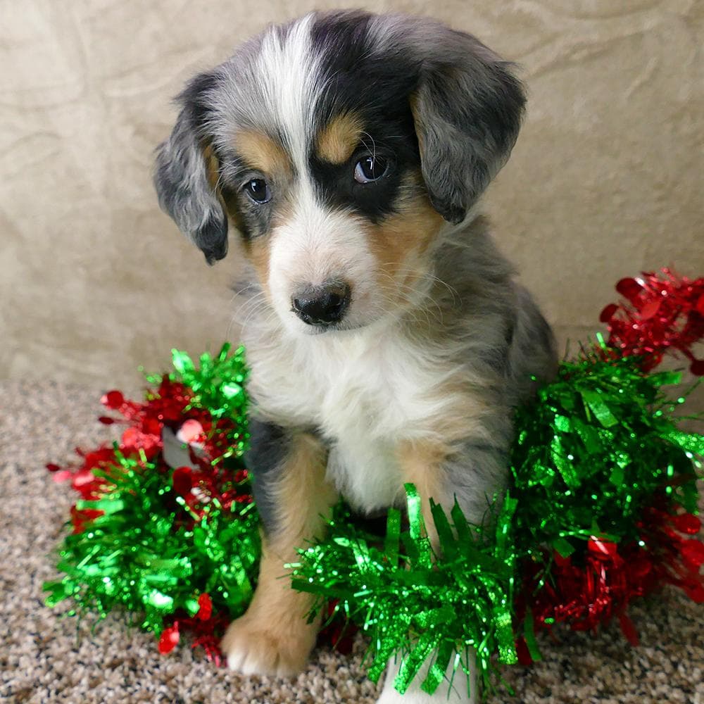 All Star breeder image 6