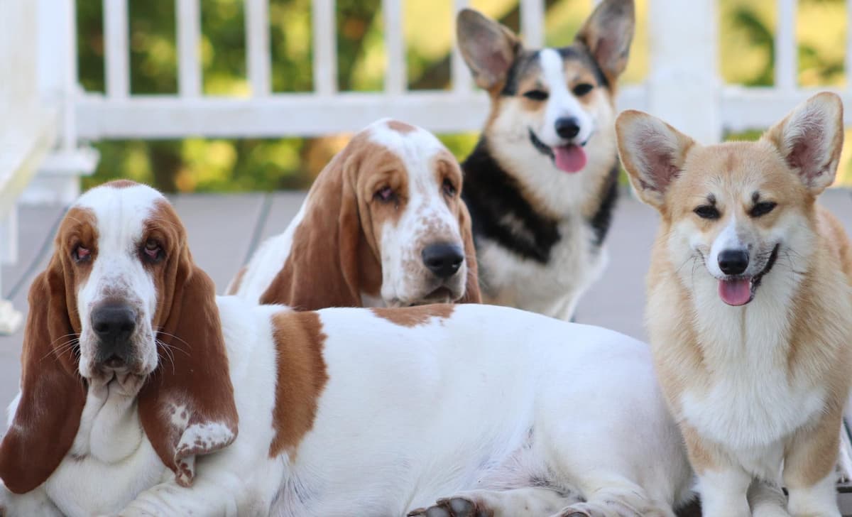 Coast breeder image 1