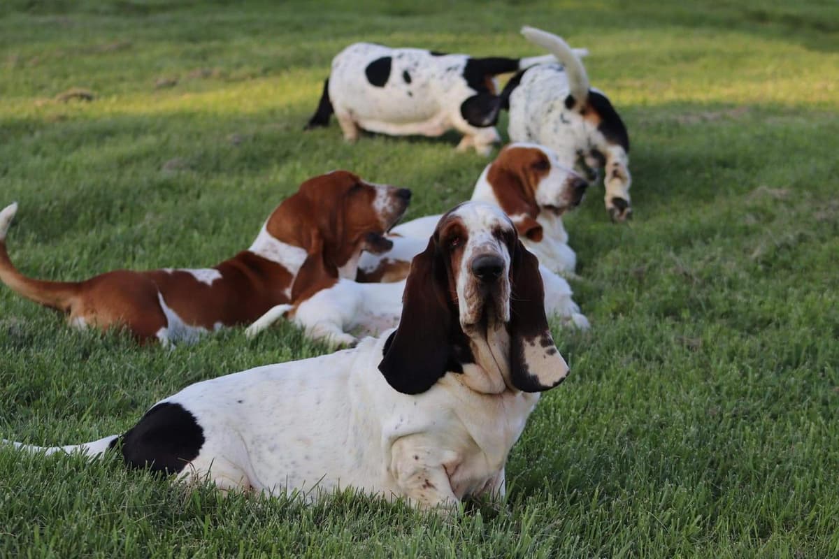 Coast breeder image 15