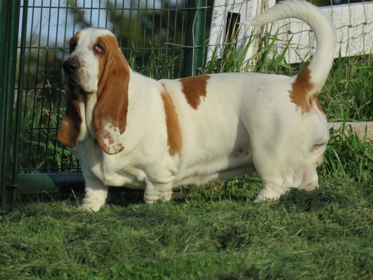 Coast breeder image 21