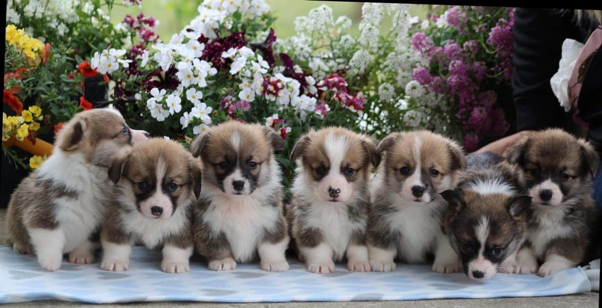 Coast breeder image 32