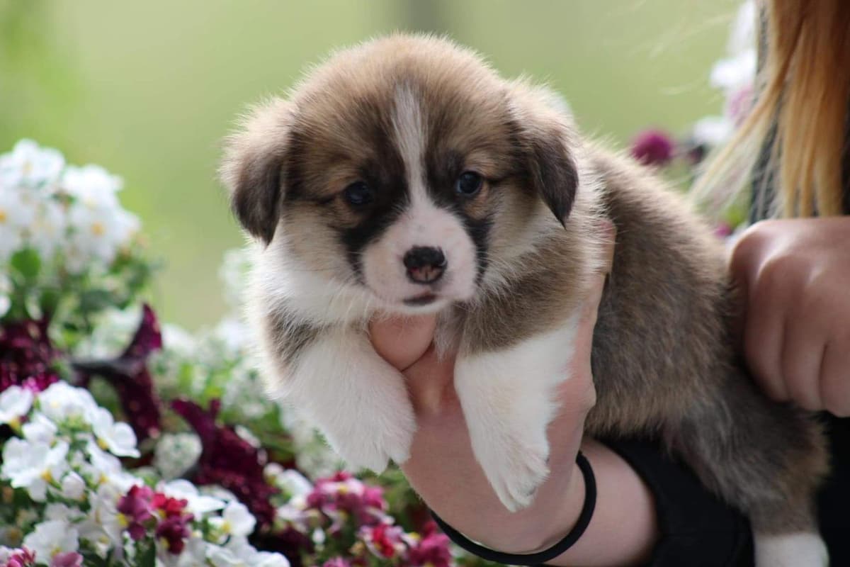 Coast breeder image 33