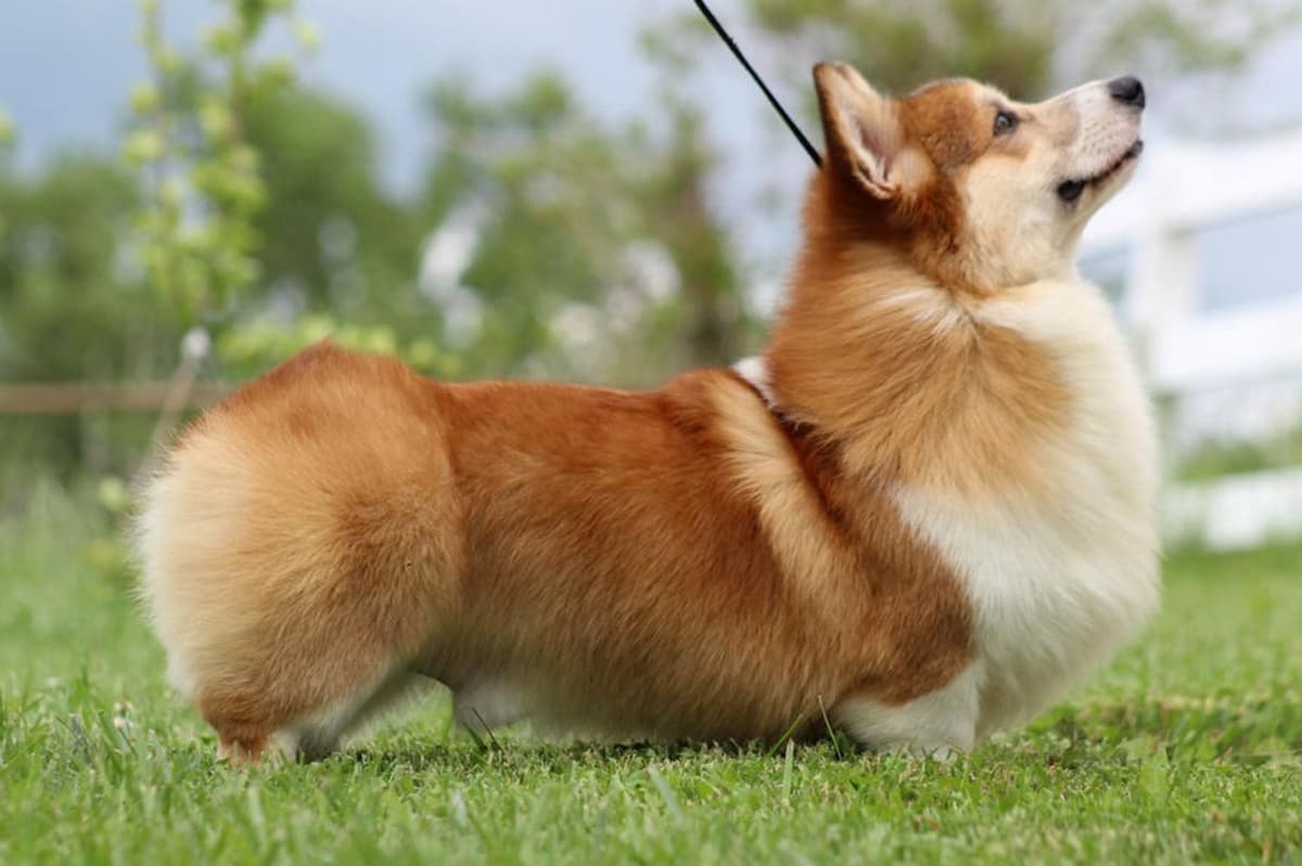 Coast breeder image 50