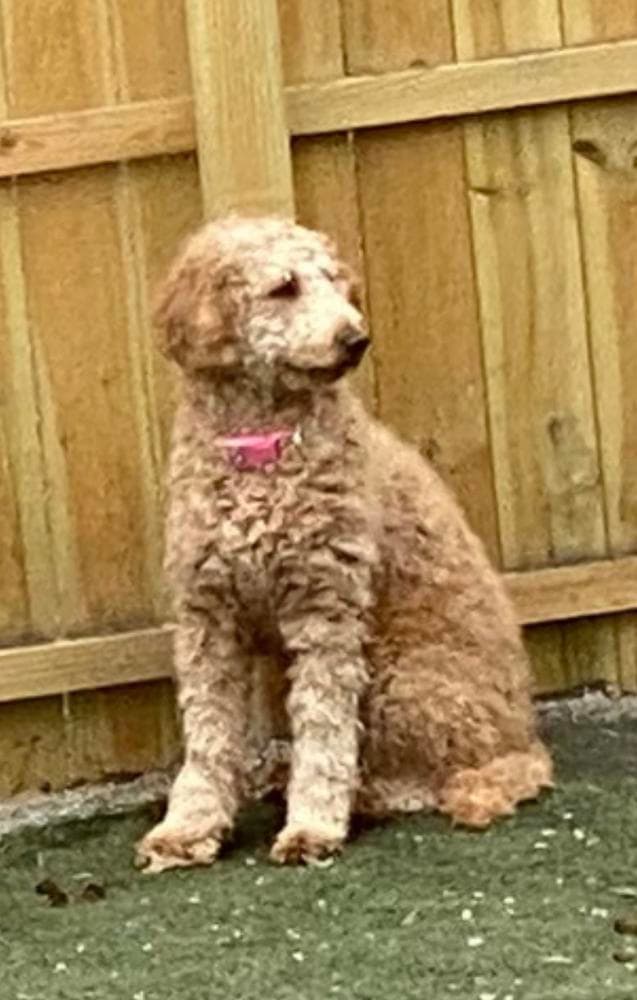 Mable breeder image 26