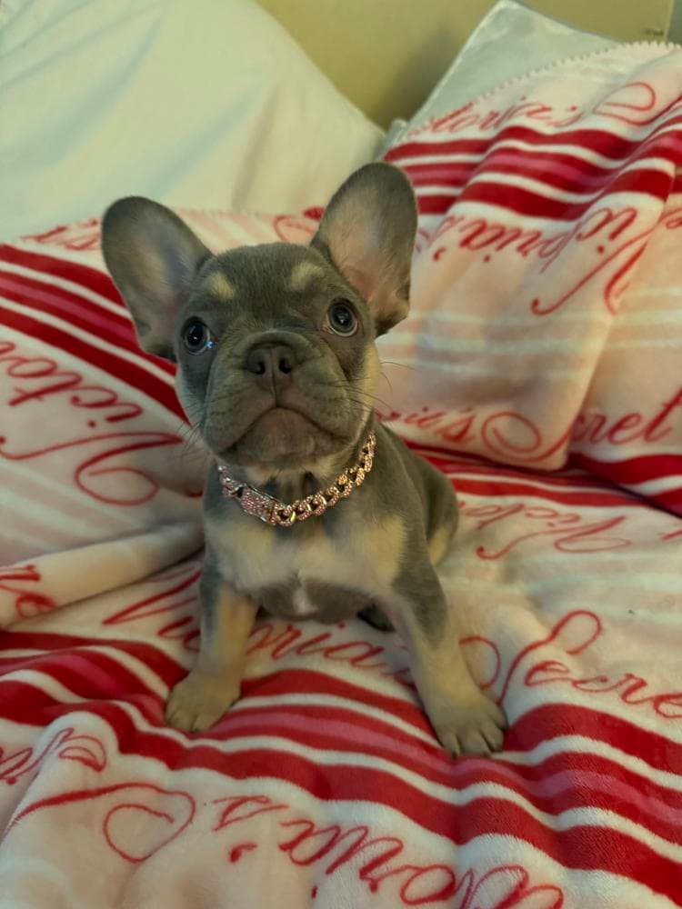 Mable breeder image 36