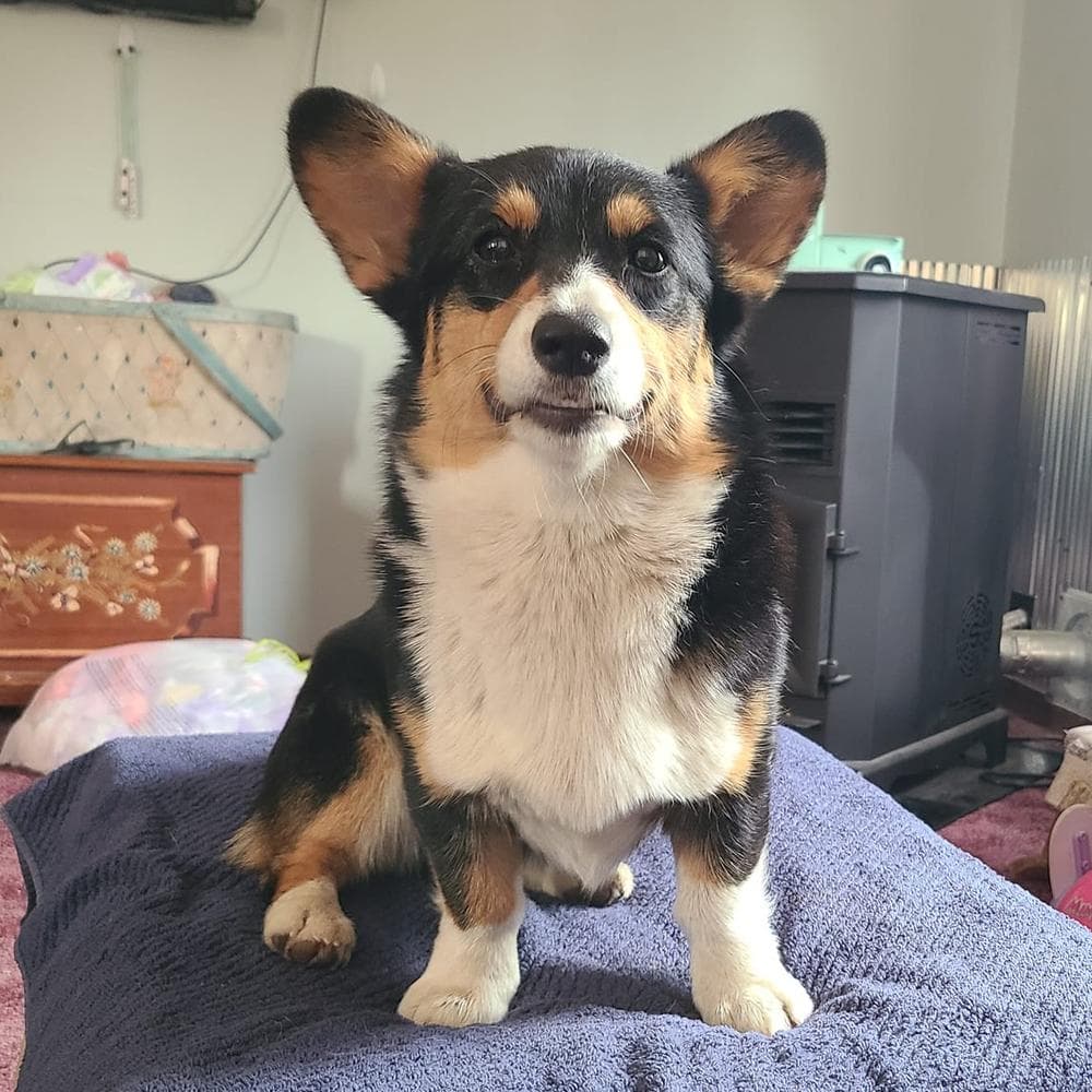 Bear- full fluffy breeder image 2
