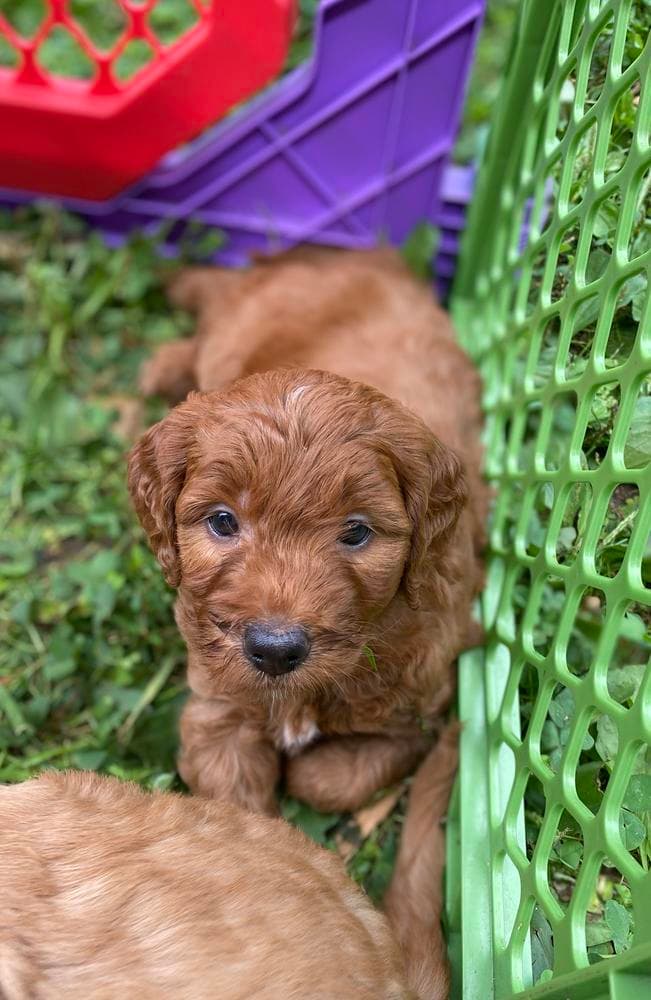 Orange collar breeder image 3