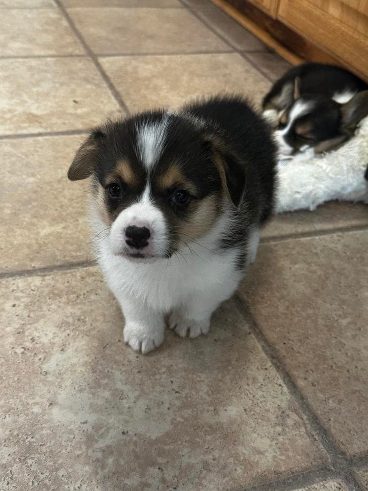 Girl 4 breeder image 12
