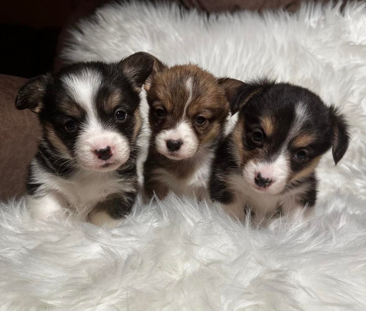Girl 4 breeder image 15