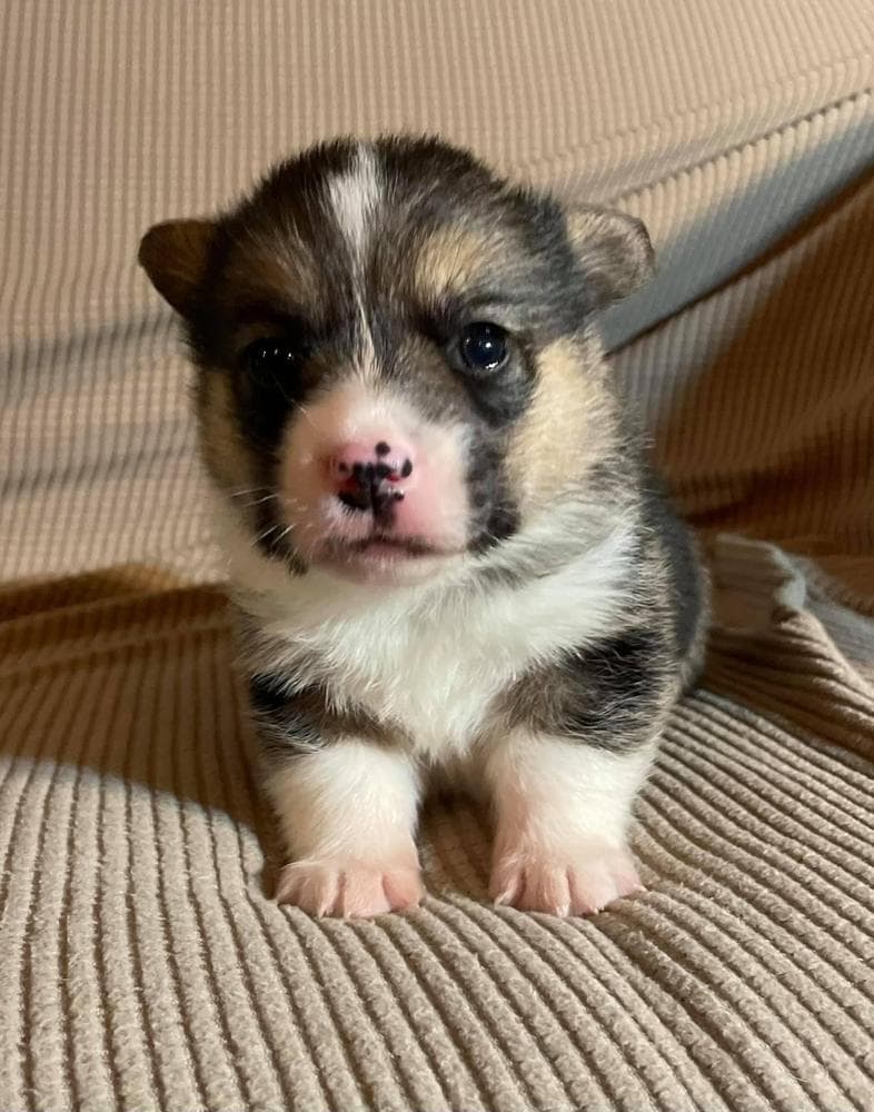 Girl 4 breeder image 21