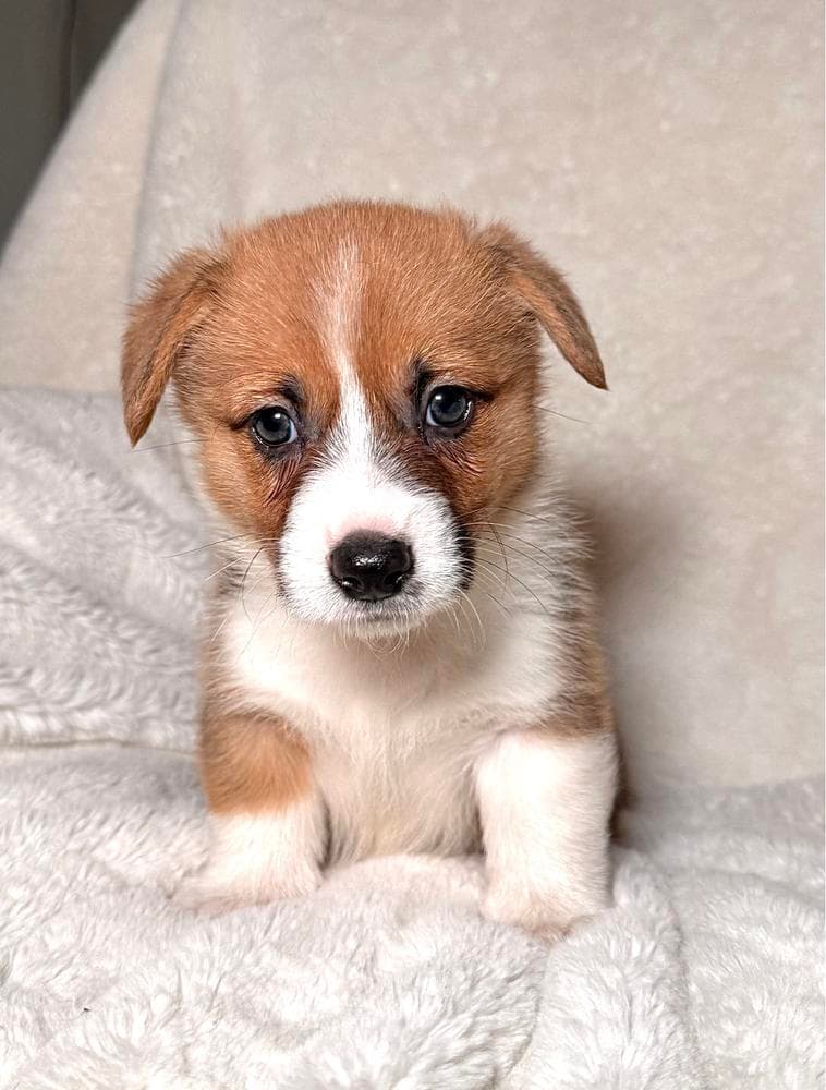 Girl 4 breeder image 26