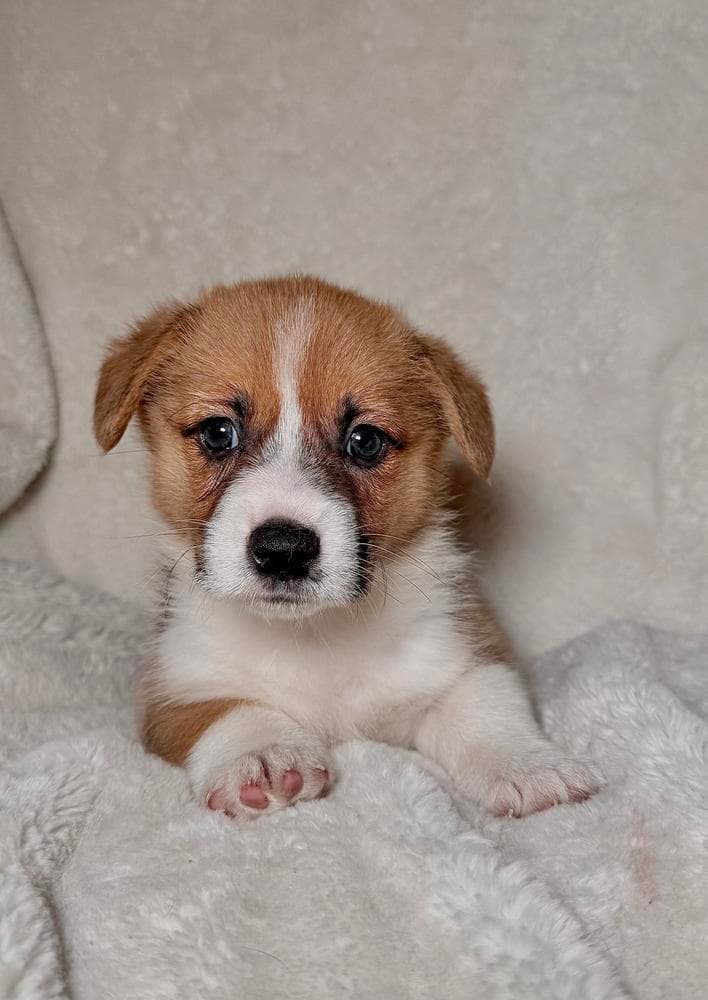 Girl 4 breeder image 27