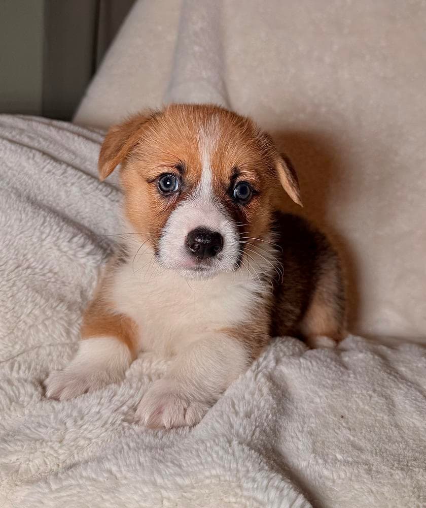 Girl 4 breeder image 33