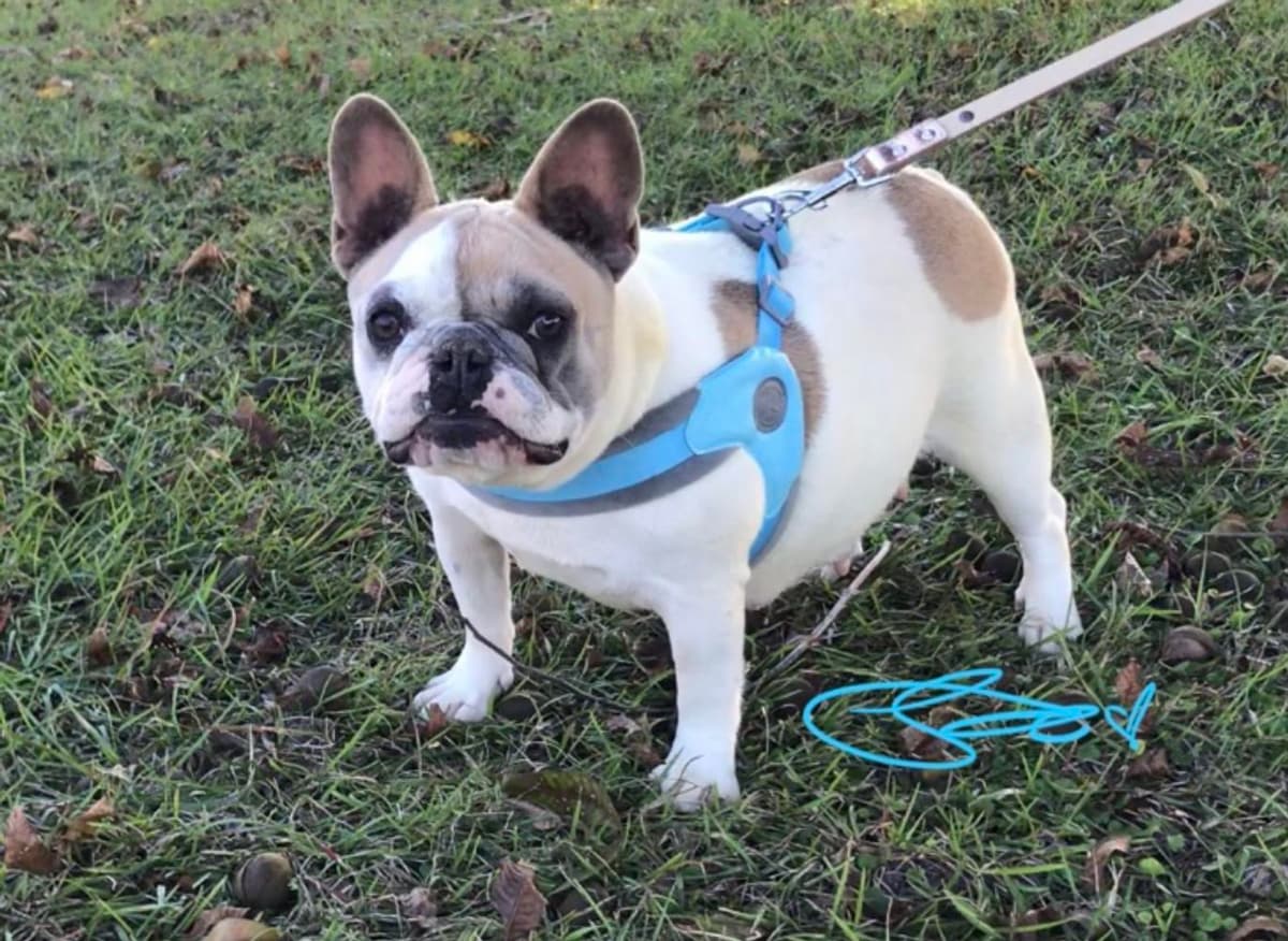 Boy 4 breeder image 15