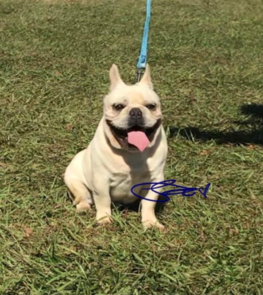 Boy 4 breeder image 20