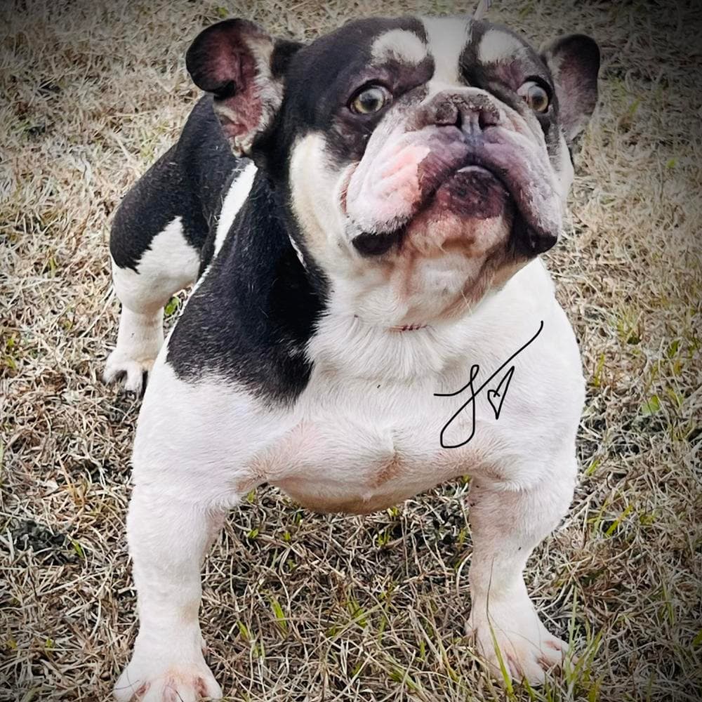 Boy 4 breeder image 21