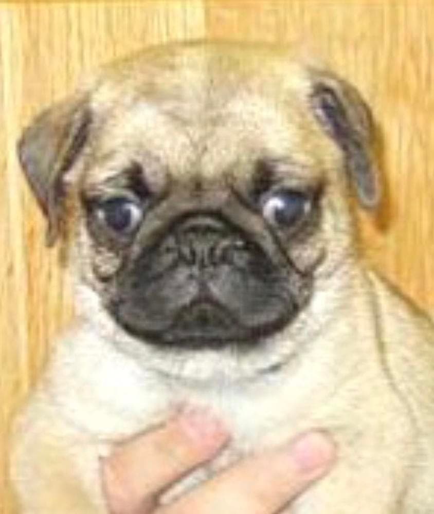 Boy 4 breeder image 28