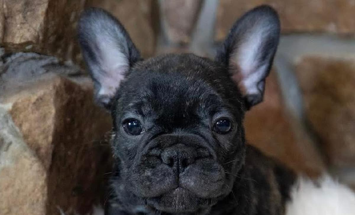 Boy 4 breeder image 3