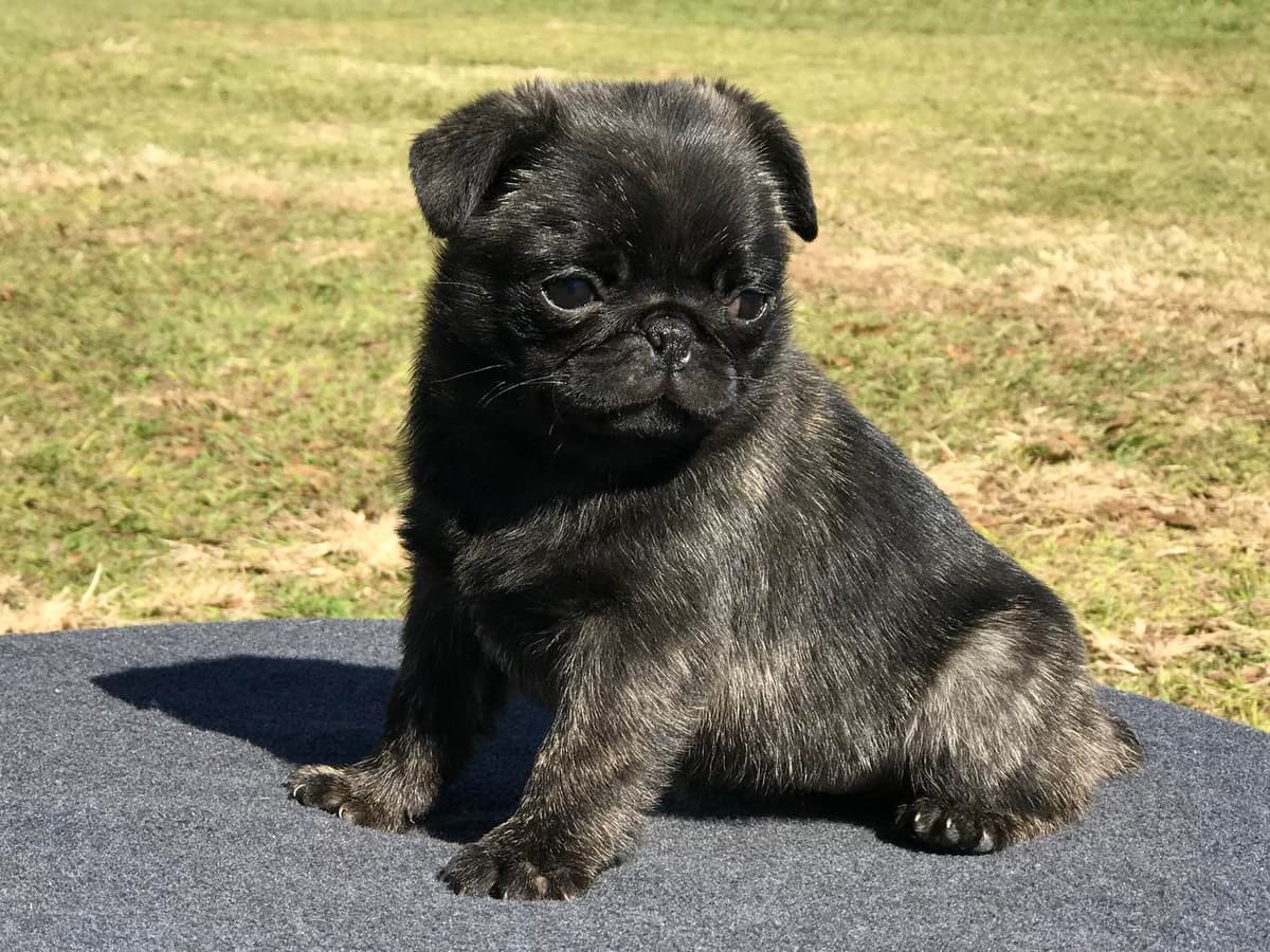 Boy 4 breeder image 30