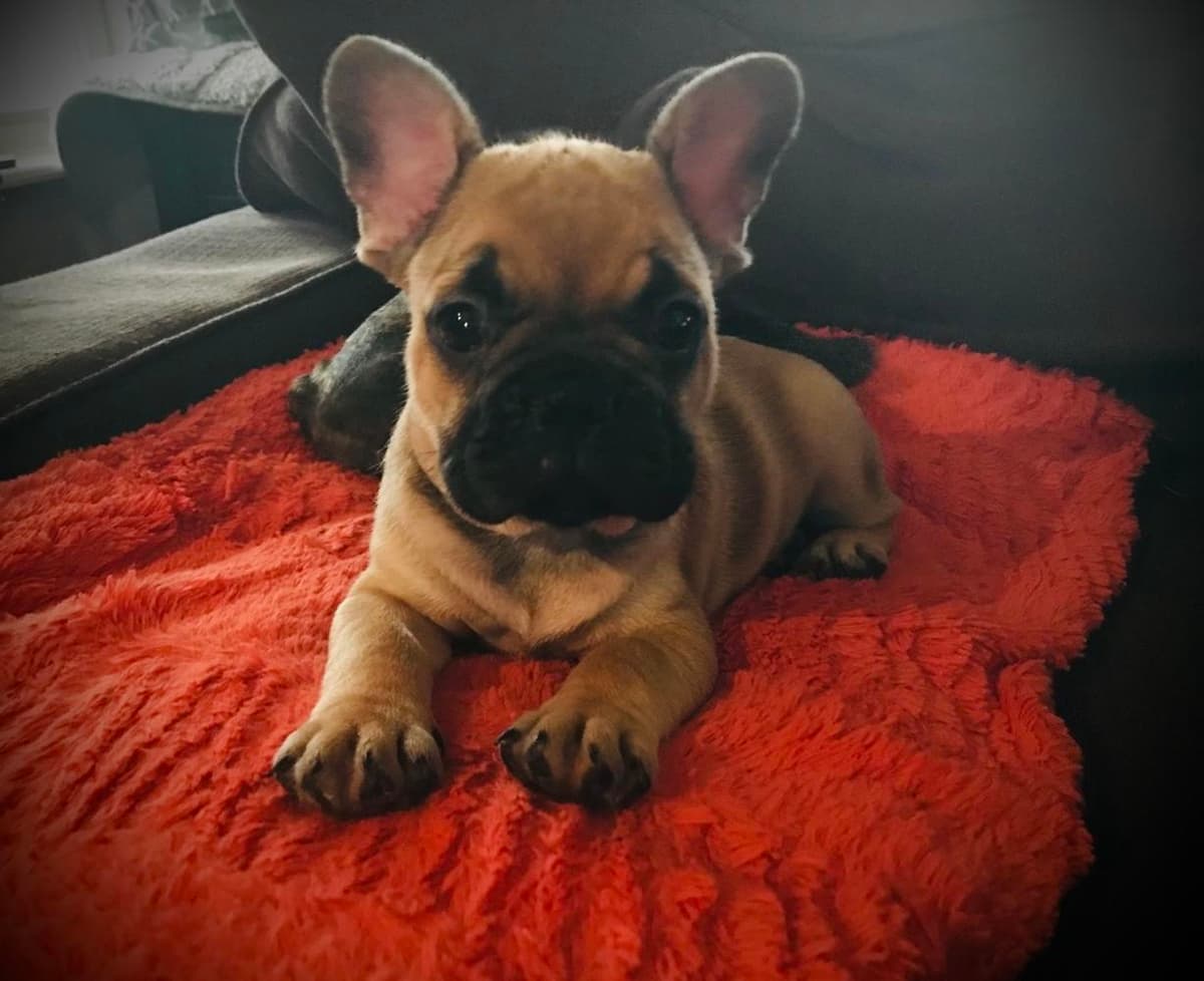 Boy 4 breeder image 4