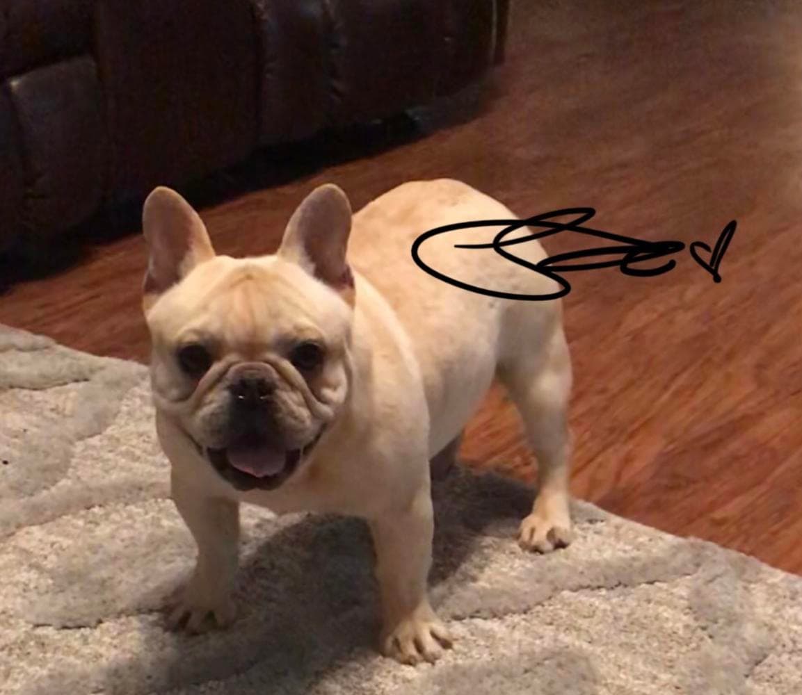 Boy 4 breeder image 43