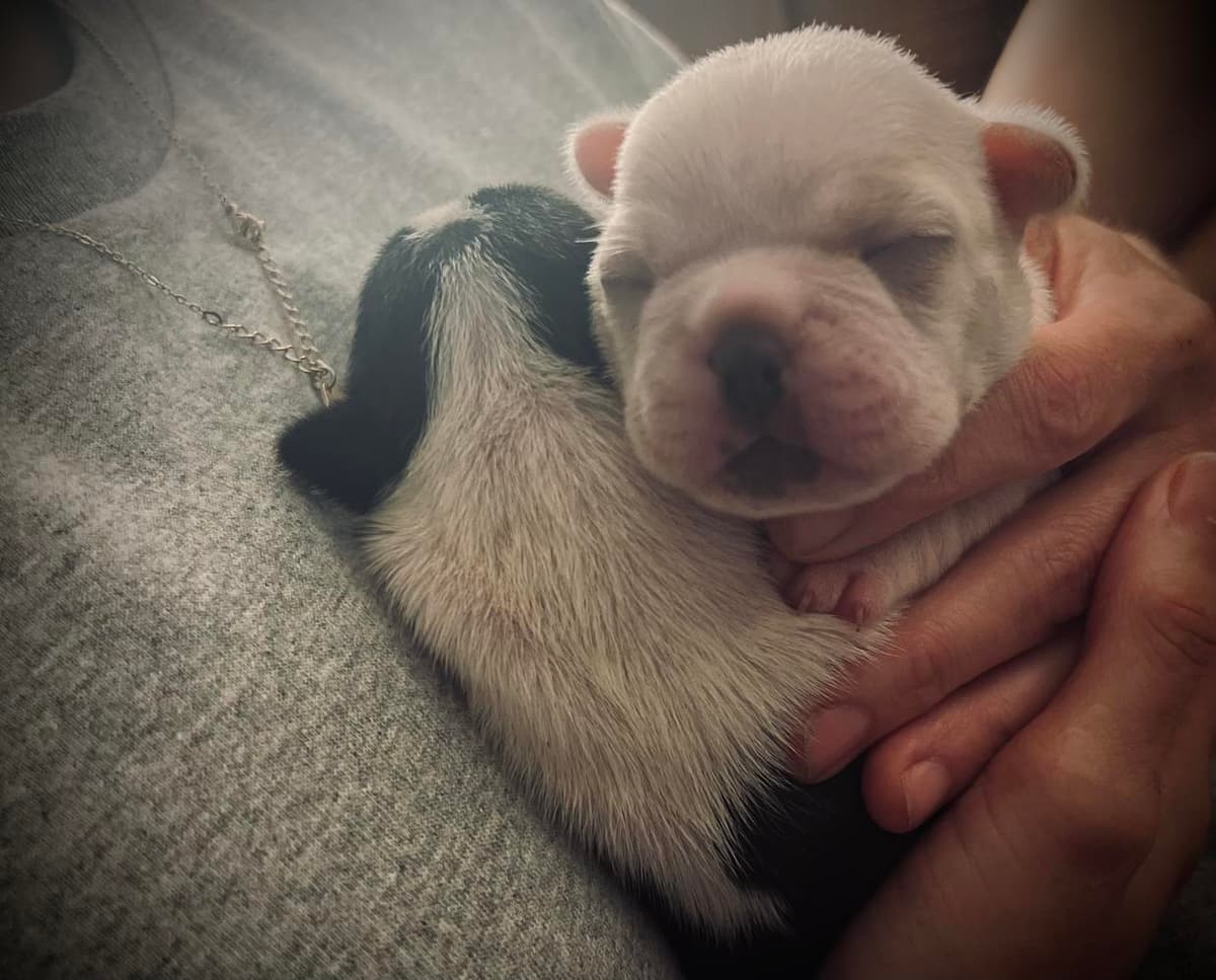 Boy 4 breeder image 9