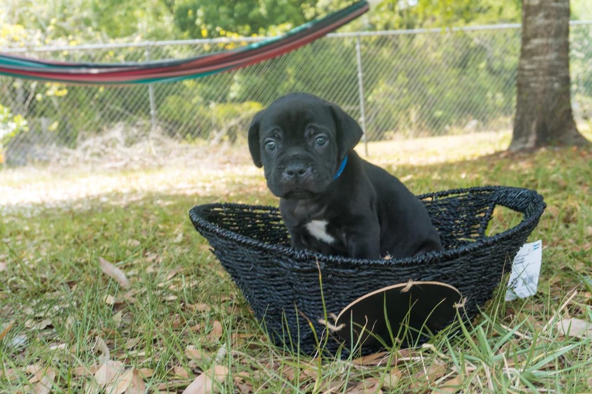 Pink Collar Black breeder image 7