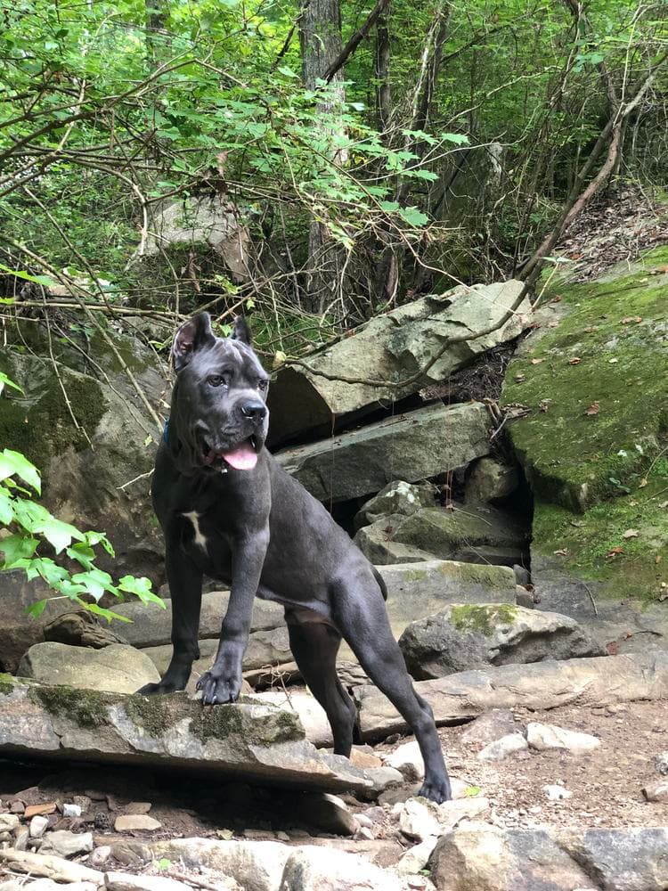 Pink Collar Black breeder image 10