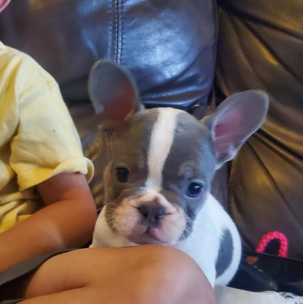 Ruger breeder image 10