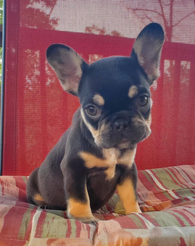 Ruger breeder image 18
