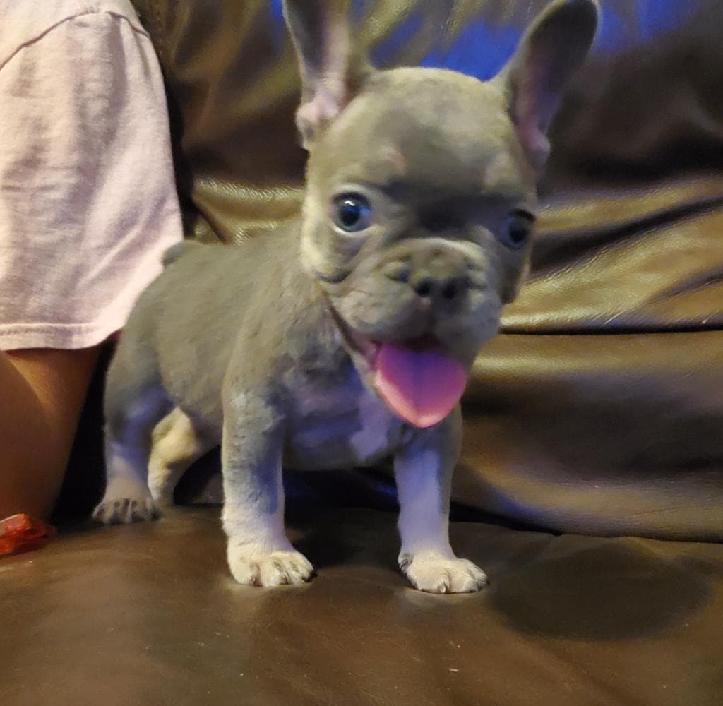 Ruger breeder image 19