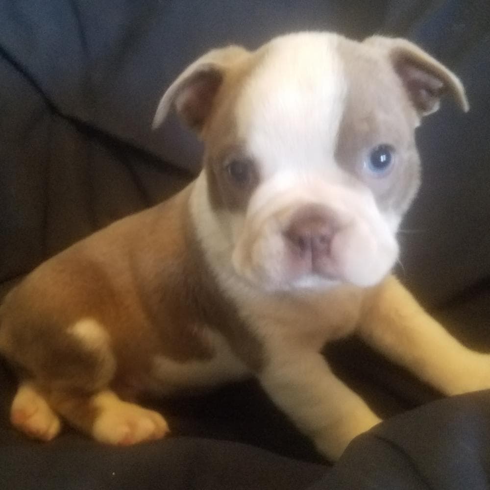 Ruger breeder image 2