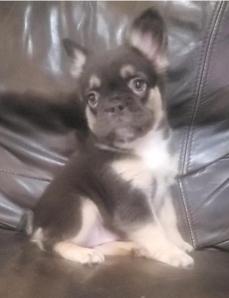 Ruger breeder image 22