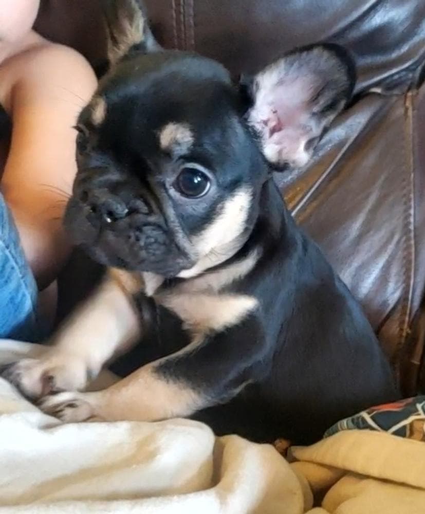 Ruger breeder image 34
