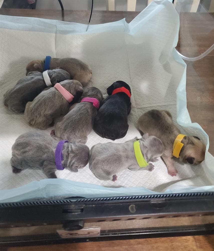 Ruger breeder image 38