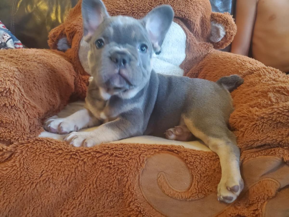 Ruger breeder image 47
